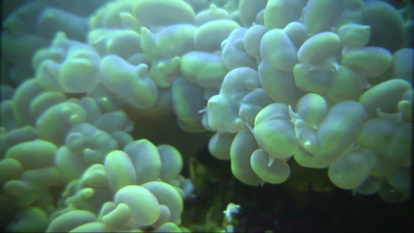 Shallow Focus Shot Of Underwater Stock Footage Video 100 Royalty