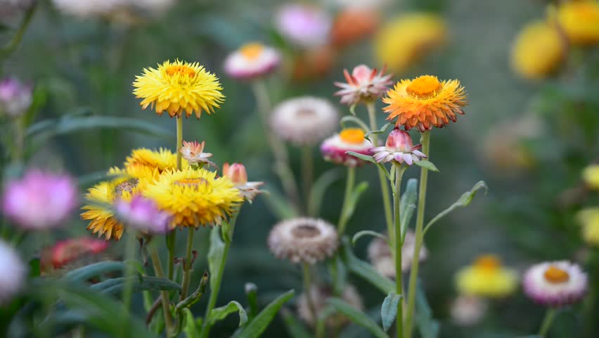 Header of helichrysum