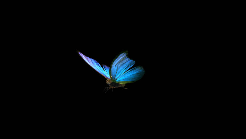 Images Wallpaper Blue Butterfly Black Background - Insight from Leticia