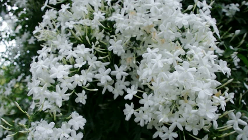 Plant White Flowers Beautiful Jasmin Jasmine Flowers Beautiful Jasmin In Bloom Hd Stock Footage Clip