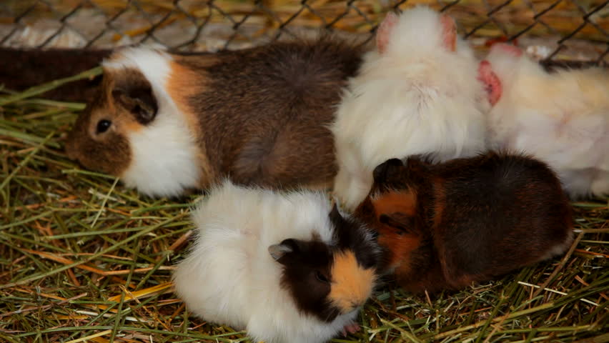 Several Guinea Pigs A Few Stock Footage 100 Royalty Free Several Guinea Pigs A Few Cute Huddled Close To Each Other Two Frame Up