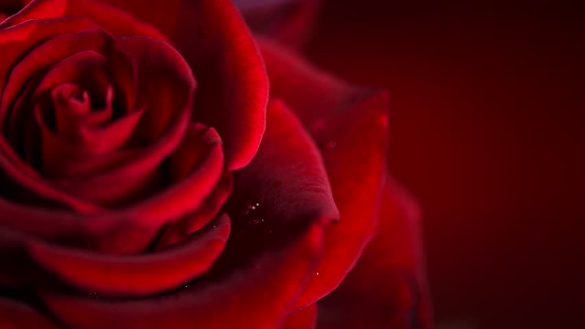 Red Rose Flower Close Up Stock Footage Video 100 Royalty Free 8625382 Shutterstock