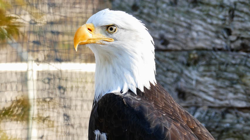 american eagle sound