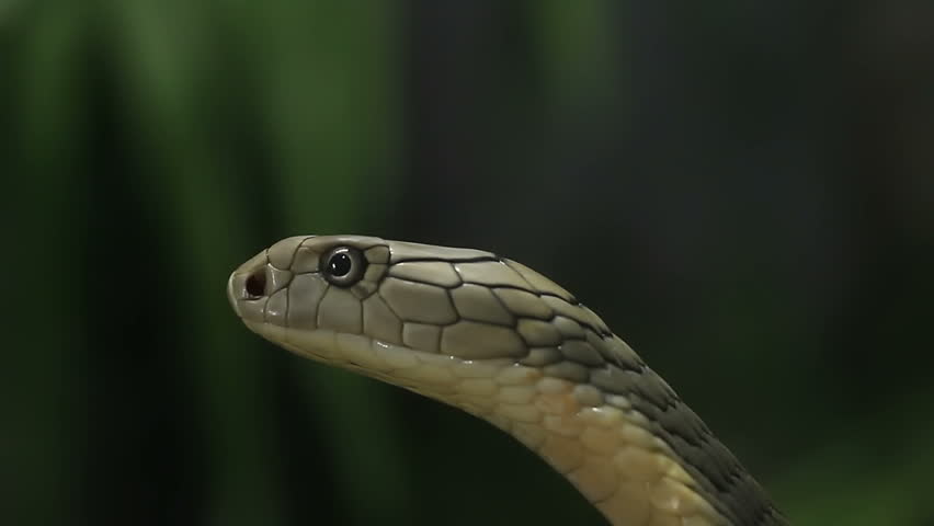 King Cobra - Ophiophagus hannah image - Free stock photo - Public ...