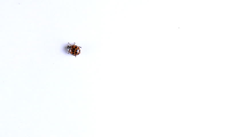 Animation Of A Bee Swarm On An Alpha Channel Stock Footage Video 31083 ...