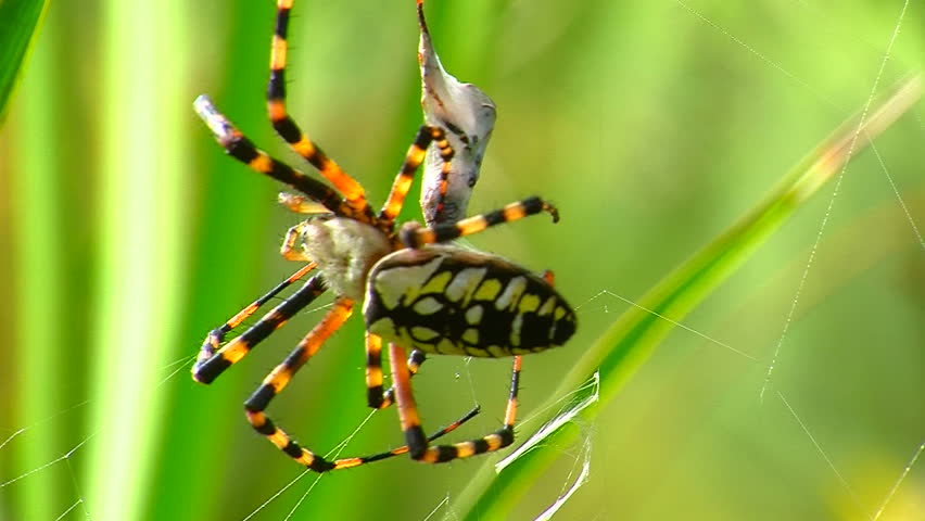 writing spiders stock photos writing
