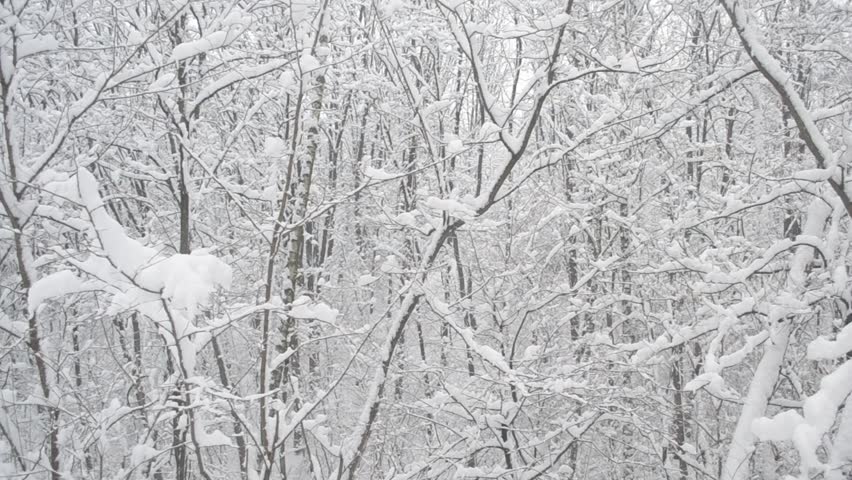 Snow Falling On Trees Snow Falling On Trees