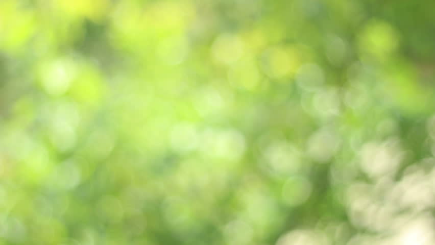 Nice Green Nature Foliage Bokeh From Birch Tree Leaves Stock Footage ...