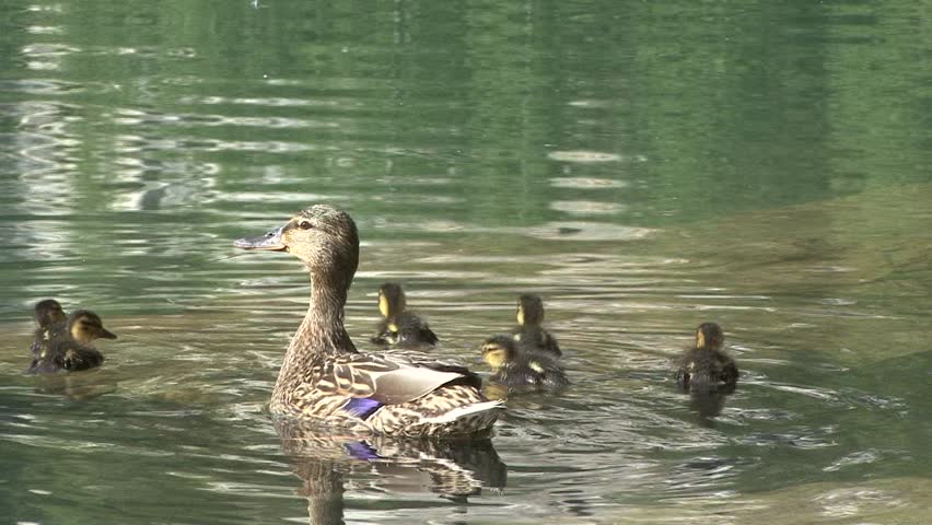 Header of duck