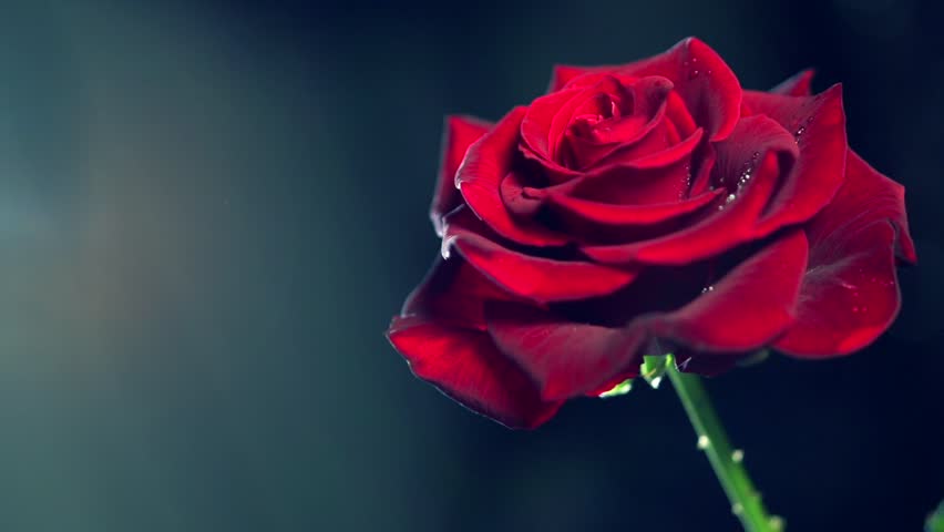 Red Rose Flower Close Up Stock Footage Video 100 Royalty Free