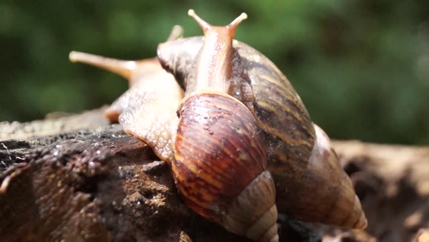 Japanese black snails