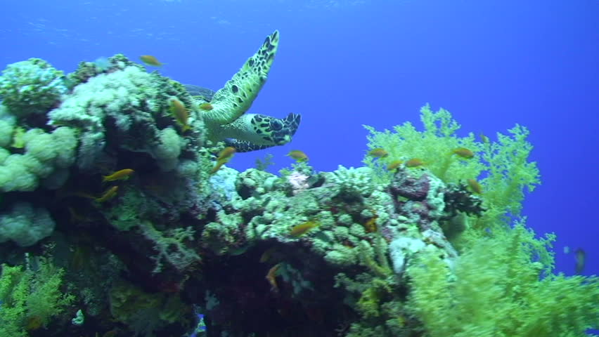 Ocean floor Stock Video Footage - 4K and HD Video Clips | Shutterstock