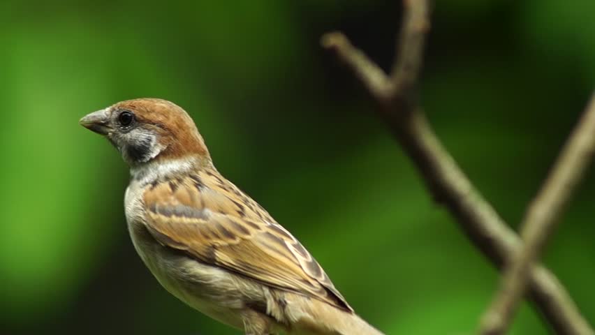 Philippine Maya Bird Eurasian Tree Sparrow Or Passer Montanus Perch On ...