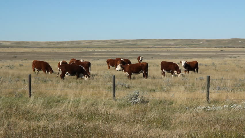 Land Use Western Region Summer Cattle Cows Range Ranchland Hereford ...