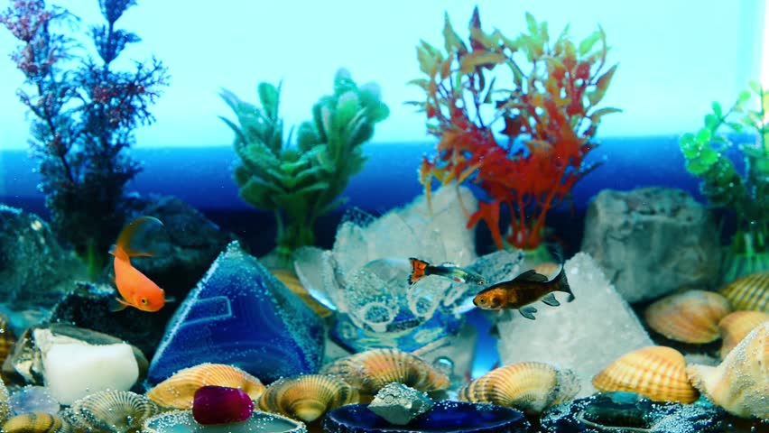 Aquarium, Background Stock Footage Video (100% Royalty-free) 9526292