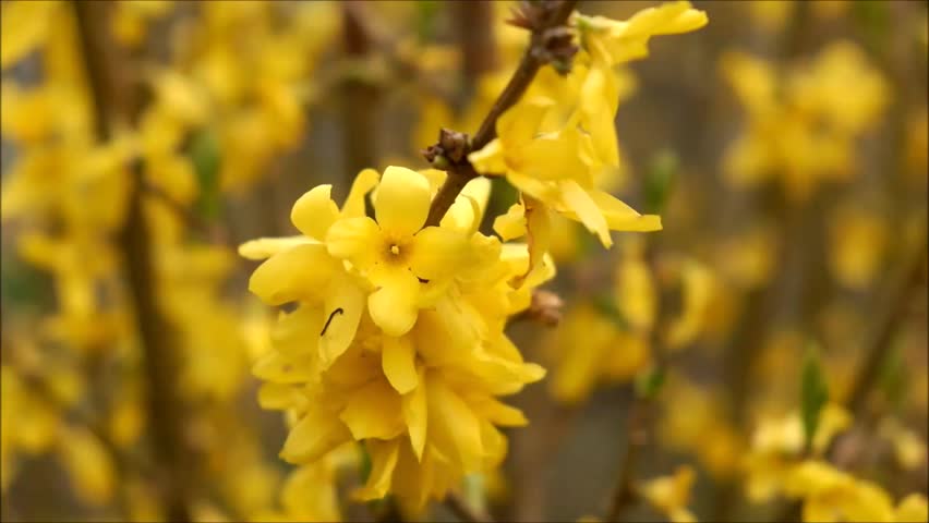 Header of laburnum