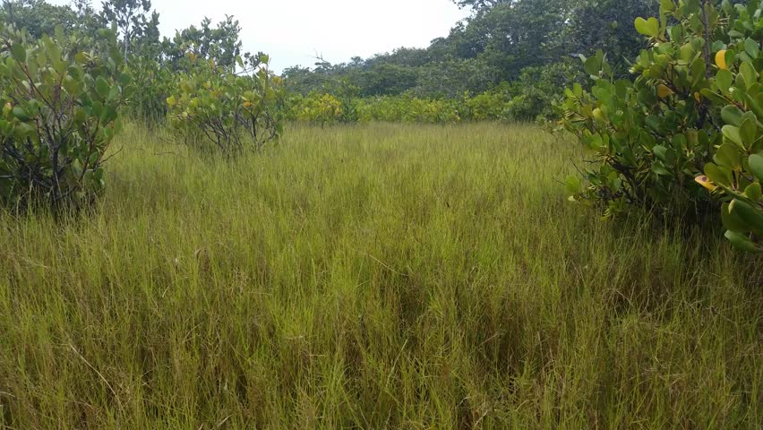 Salt Marsh Mangrove Swamp. Mangrove Stock Footage Video (100% Royalty ...