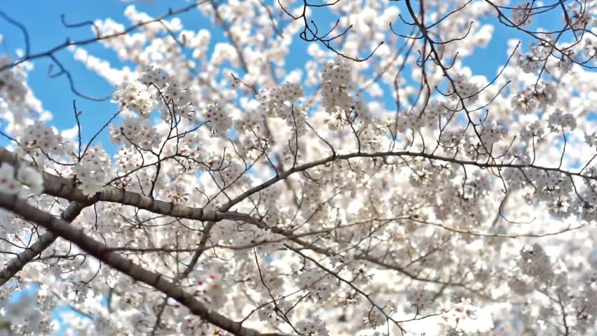 Kyoto Cherry Blossoms Stock Video Footage 4k And Hd Clips Kyoto Cherry Blossoms Stock Video Footage 4k And Hd Clips Shutterstock