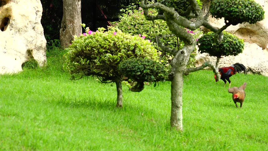 Download 5300 Background Zoo Hd Paling Keren