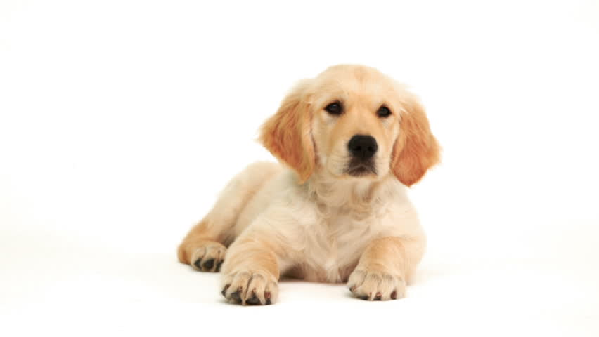 Puppies White Background : Cute Puppies and Dogs Images