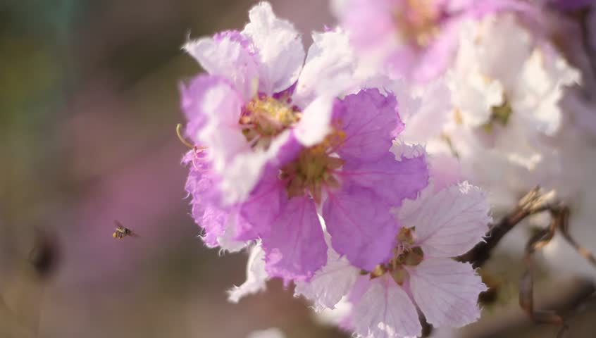 Header of floribunda