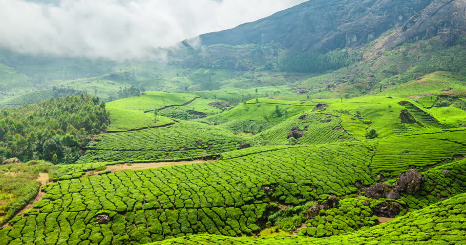 Image result for munnar