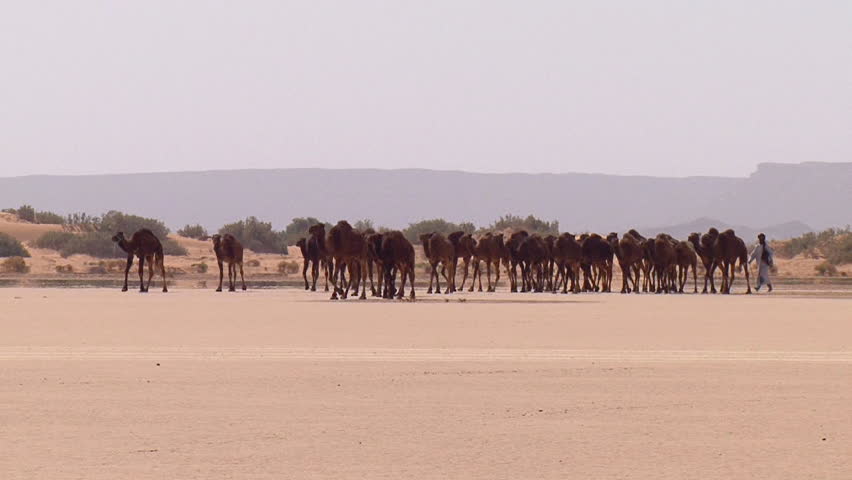 Herd Of Camels In The Desert Sand Storm. Location: Syria Stock Footage ...