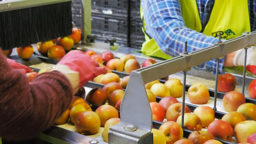 Apples On A Sorting Table In A Fruit Packing Warehouse ...