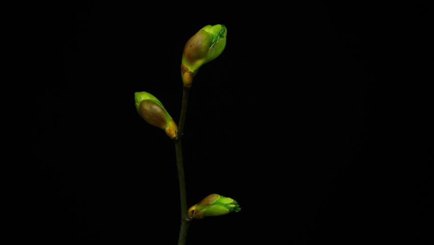 Stockvideo von 4k time-lapse macro leaf bud growing | 9786482 ...
