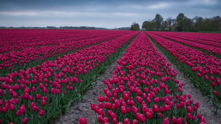 tulips bed farm hd tulips farm near the creil town beautiful morning scenery in netherlands europe full hd video tulips bed farm hd tulips farm near the creil town beautiful morning scenery in netherlands europe full hd video