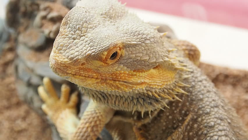 Close up a Bearded Dragon Stock Footage Video (100