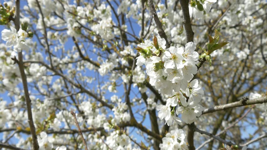 Download Cherry Blossom Tree Branch 4k Stock Footage Video (100% ...