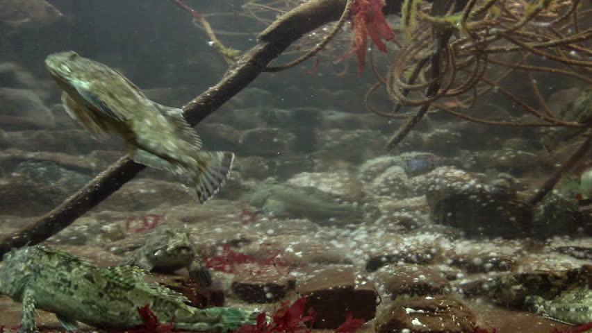 Header of lingcod